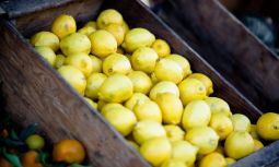 Hvornår er citroner modne?